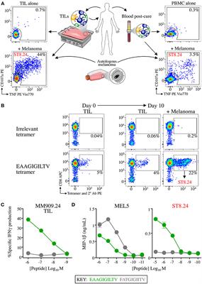 Peptide Super-Agonist Enhances T-Cell Responses to Melanoma